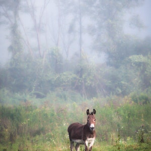 August Morning Dreamy Color Photograph, Rustic Landscape, Animal, Nature Photography, Donkey, Horse, Original Signed Print, Free Shipping