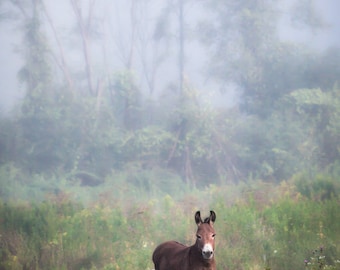 August Morning Dreamy Color Photograph, Rustic Landscape, Animal, Nature Photography, Donkey, Horse, Original Signed Print, Free Shipping