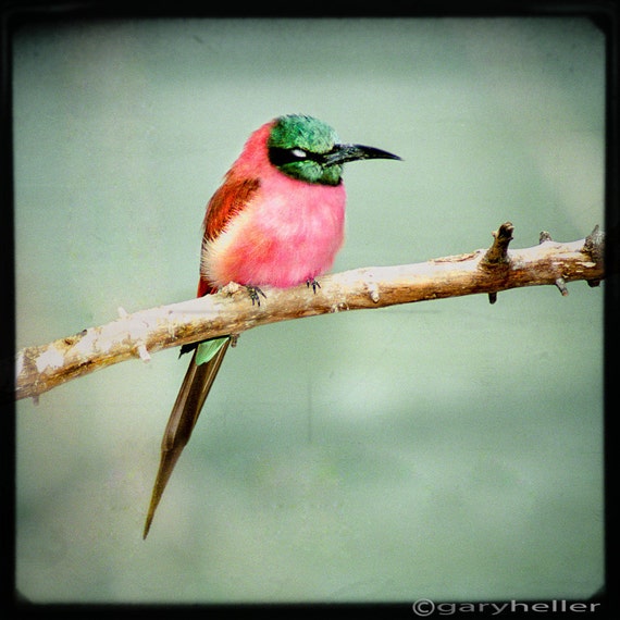 Carmine Bee Eater, Dreamy Square Format Color Photograph of the wonderful African bird perched upon a branch. Free Shipping