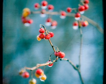 Berry Nice - Red Icy Berries, Aqua, Blue and Turquoise Background, Square Format color Photography Print, Free Shipping