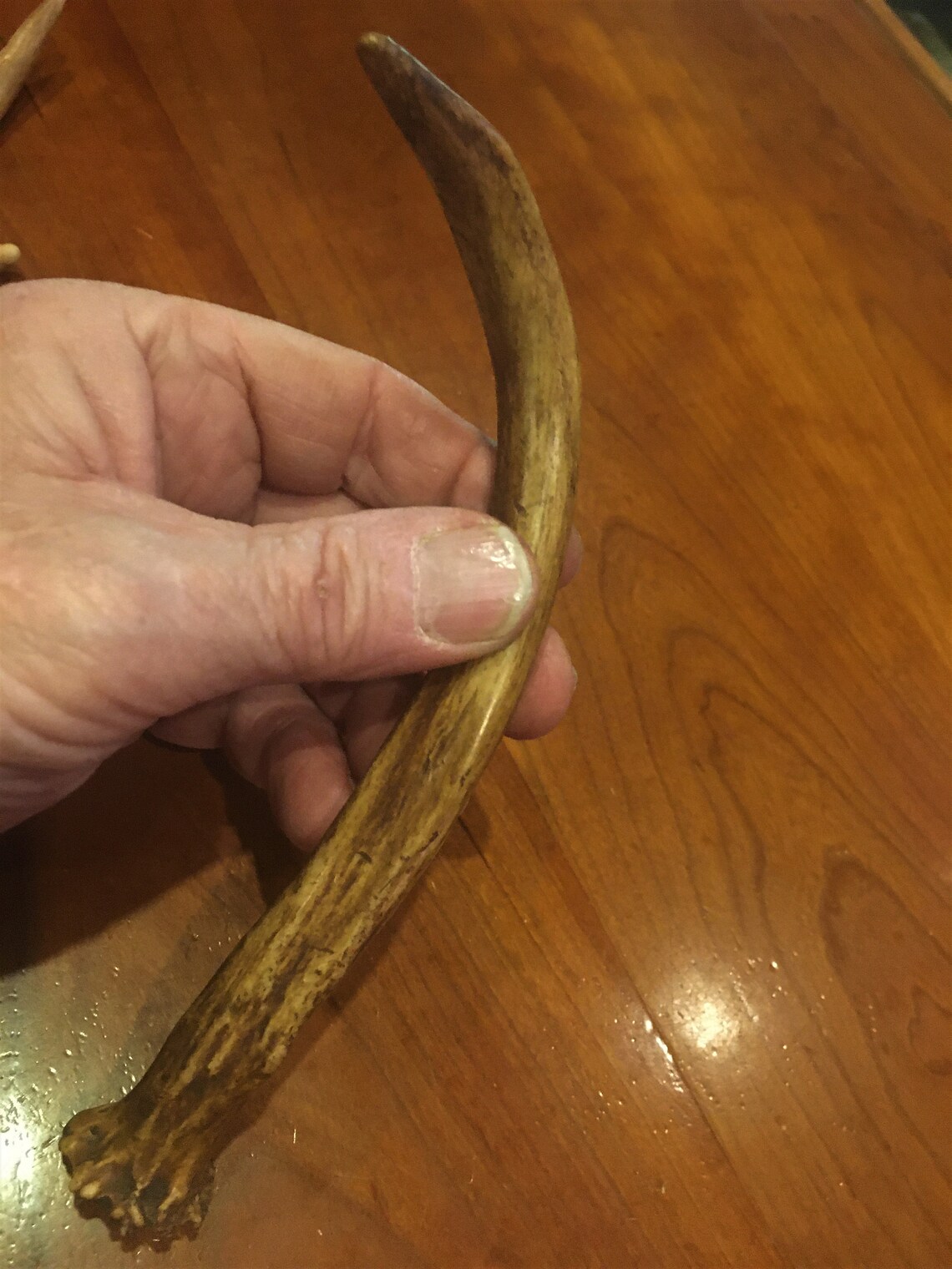 Whitetail Antler Lamp Finial Spike Shed Lamps and Lighting Etsy