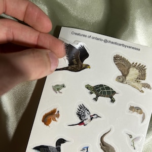 Feuille d'autocollants transparents Animaux sauvages de l'Ontario