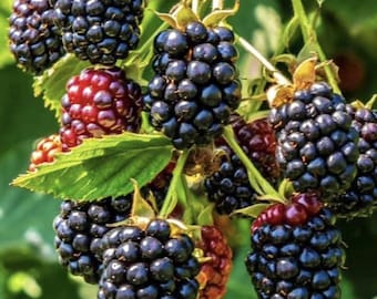 Ponca Blackberry (Live Plant)