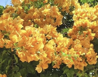 California Gold Bougainvillea (Live Plant)