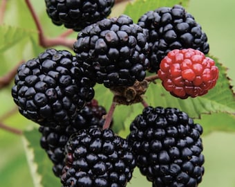 Prime-Ark Freedom Blackberry (Live Plant)
