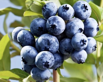 Sharp Blue Blueberry (Live Plant)