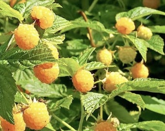 Fall Gold Raspberry (Live Plant)