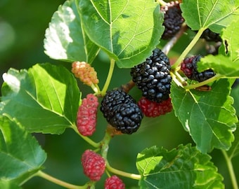 Dwarf Everbearing Mulberry (Live Plant)