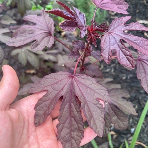 Cranberry Hibiscus Seeds