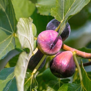 May include: Close-up of ripe figs growing on a fig tree. The figs are a deep purple color with a hint of pink and have a textured skin.