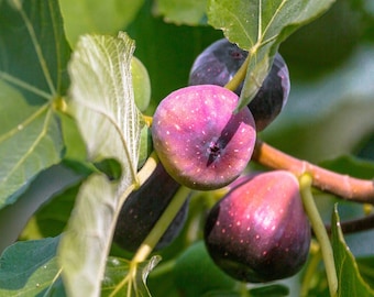 LSU Purple Fig (Live Plant)