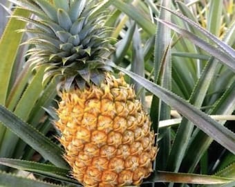 Elite Gold Pineapple (Live Plant)