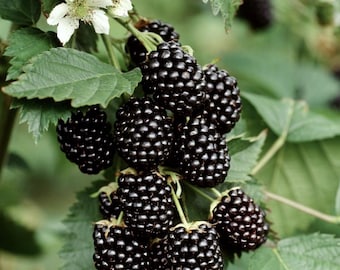 Von Thornless Blackberry (Live Plant)
