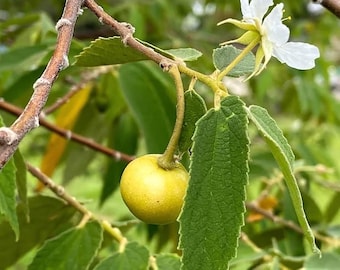 Yellow Strawberry Tree (Live Plant)