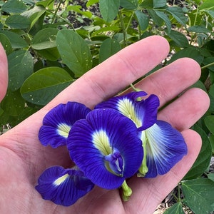 Butterfly Pea Flower Seeds