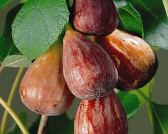 Brown Turkey Fig (Live Plant)