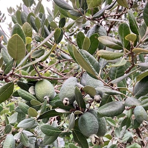 Pineapple Guava (Live Plant)
