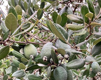 Pineapple Guava (Live Plant)