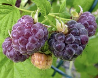Glancoe Thornless Raspberry (Live Plant)