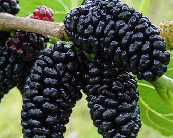 Illinois Everbearing Mulberry (Live Plant)