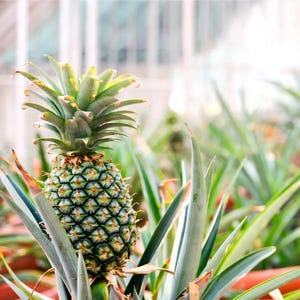 May include: A close-up of a green pineapple growing in a field of other pineapples. The pineapple is surrounded by long, green leaves.