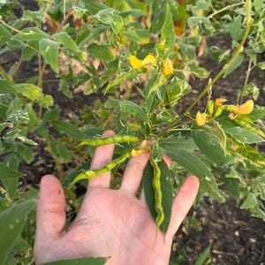 Pigeon Pea Seeds