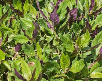 Okinawa Spinach (Live Plant)