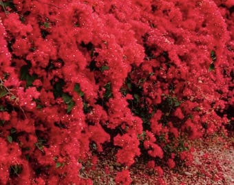 Double Red Bougainvillea (Live Plant)