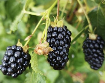 Triple Crown Blackberry (Live Plant)