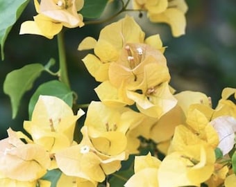 Gold Bougainvillea (Live Plant)