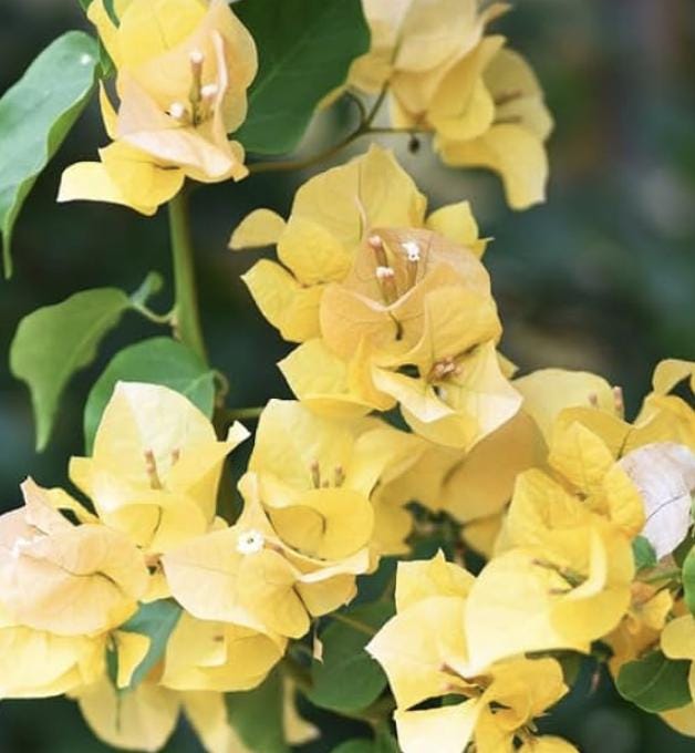Yellow Bougainvillea - Etsy