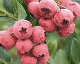 Pink Lemonade Blueberry (Live Plant)