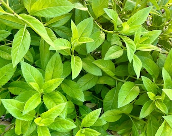 Longevity Spinach (Live Plant)