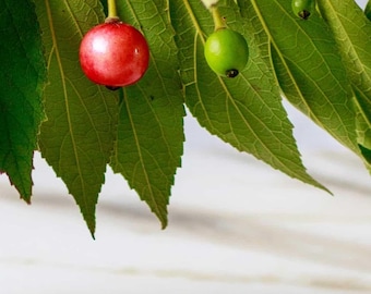 Strawberry Tree (Live Plant)