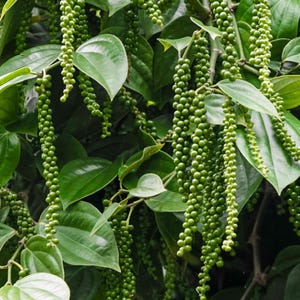 May include: Close-up of a pepper plant with long, green stems of peppercorns and large, glossy green leaves. The peppercorns are small and round, clustered along the stems. The leaves are oval-shaped and have a smooth texture.