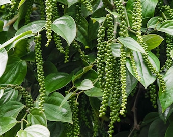 Black Pepper Vine (Live Plant)