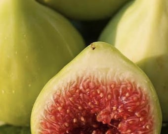 Ischia Fig (Live Plant)