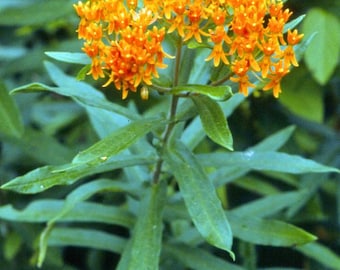 Orange Milkweed (Live Plant)