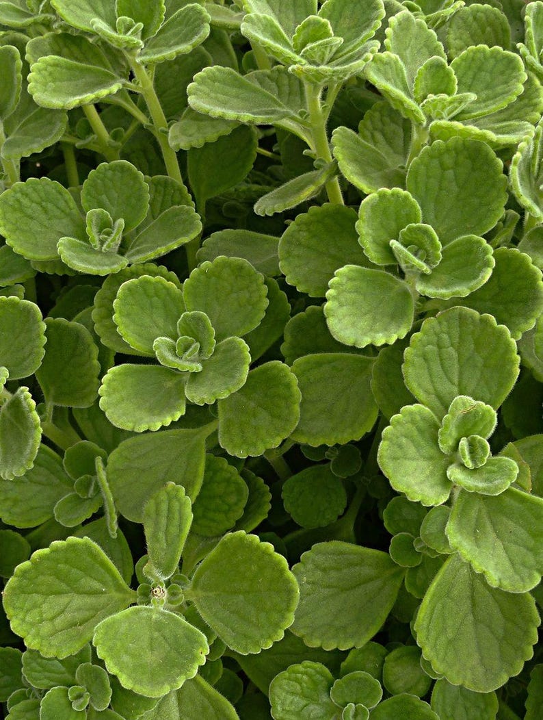 Cuban Oregano