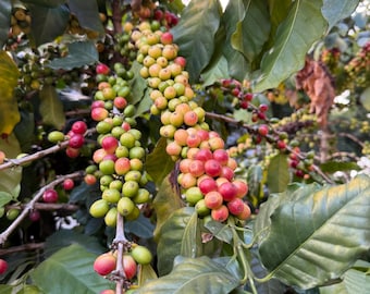Arabica Coffee (Live Plant)