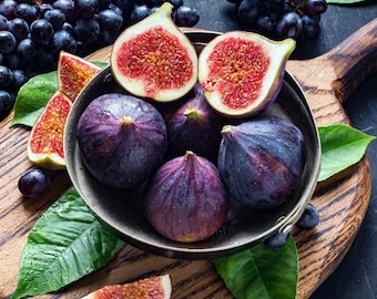 Black Mission Fig (Live Plant)