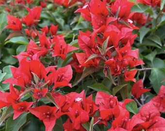 Flame Bougainvillea (Live Plant)