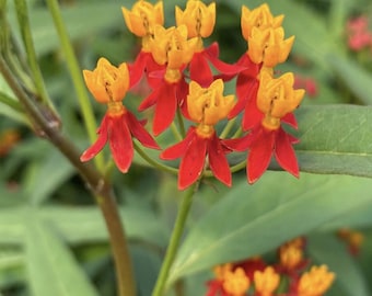 Silky Red Milkweed (Live Plant)