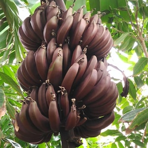 May include: A bunch of dark purple bananas hanging from a tree. The bananas are tightly packed together and have a smooth, shiny skin.