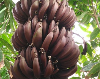 Dwarf Cuban Red Banana (Live Plant)