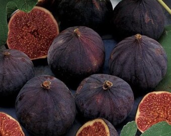 Chicago Hardy Fig (Live Plant)