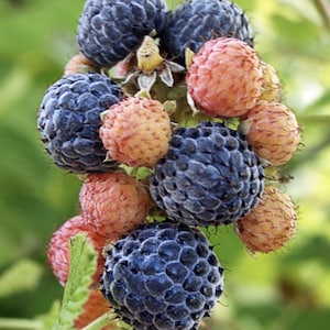 May include: A cluster of blackberries in various stages of ripeness, featuring deep dark blue, nearly black berries alongside smaller, lighter pinkish-orange berries. The fruit has a textured, bumpy surface and is attached to a green stem.