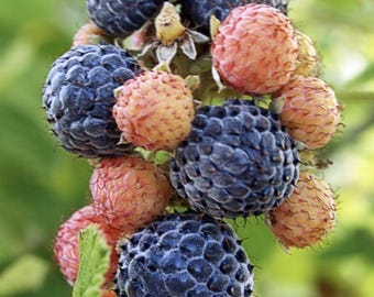 Mysore Raspberry (Live Plant)