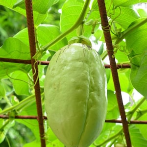 Giant Granadilla Passionfruit (Live Plant)