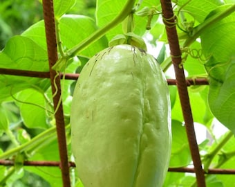 Giant Granadilla Passionfruit (Live Plant)